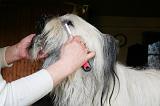 SKYE TERRIER - BROSSAGE 096